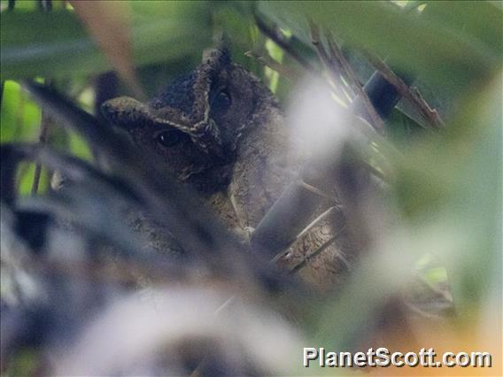 Sunda Scops-Owl (Otus lempiji)