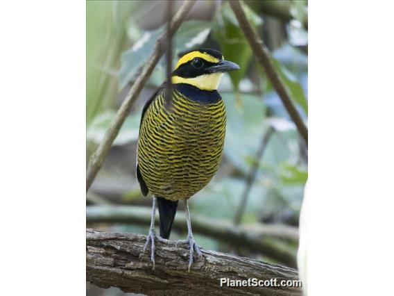 Javan Banded Pitta (Hydrornis guajanus)