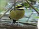 Javan Banded Pitta (Hydrornis guajanus)