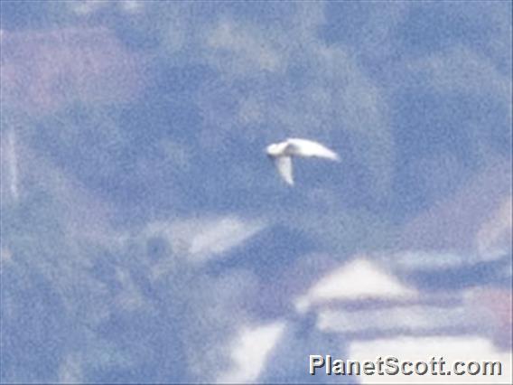 Little Tern (Sternula albifrons)