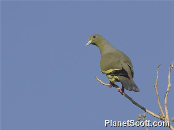 Pink-necked Green-Pigeon (Treron vernans)