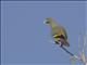 Pink-necked Green-Pigeon (Treron vernans)