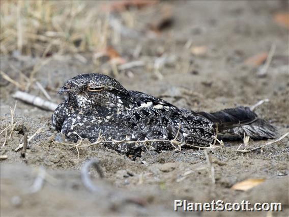 Savanna Nightjar (Caprimulgus affinis)