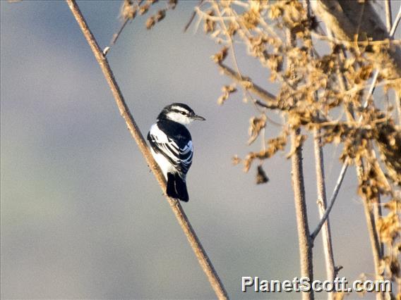 White-shouldered Triller (Lalage sueurii)