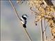 White-shouldered Triller (Lalage sueurii)