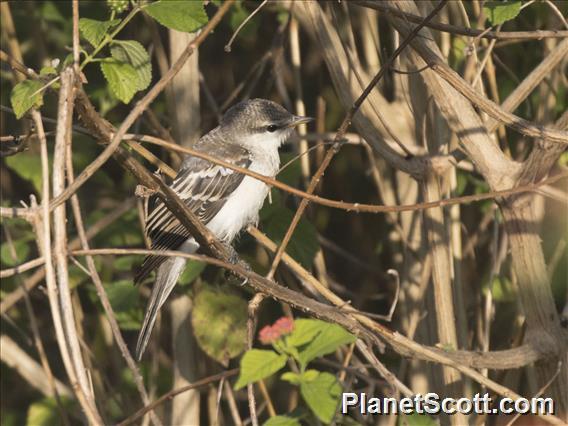 White-shouldered Triller (Lalage sueurii) - Female