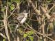 White-shouldered Triller (Lalage sueurii) - Female