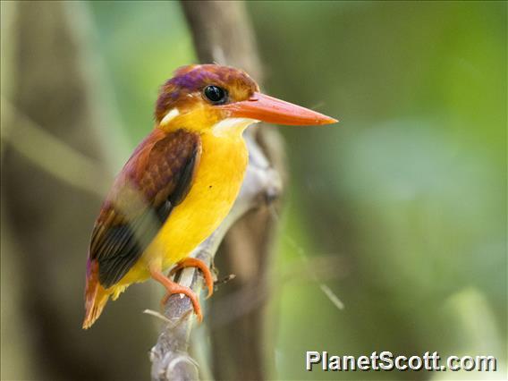 Rufous-backed Dwarf-Kingfisher (Ceyx rufidorsa)