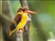 Rufous-backed Dwarf-Kingfisher (Ceyx rufidorsa)