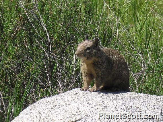 California Ground Squirrel (Otospermophilus beecheyi)