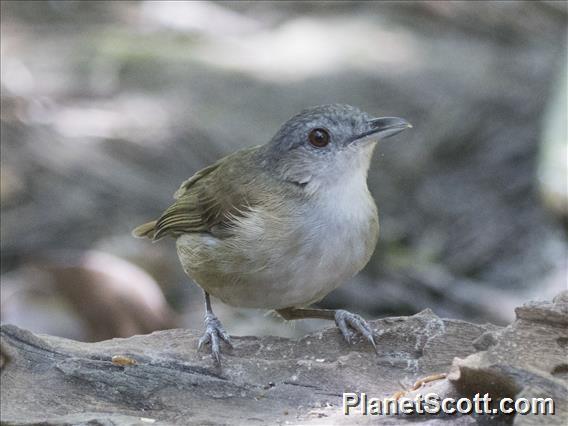 Horsfield's Babbler (Malacocincla sepiaria)