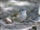 Horsfields Babbler (Malacocincla sepiaria)