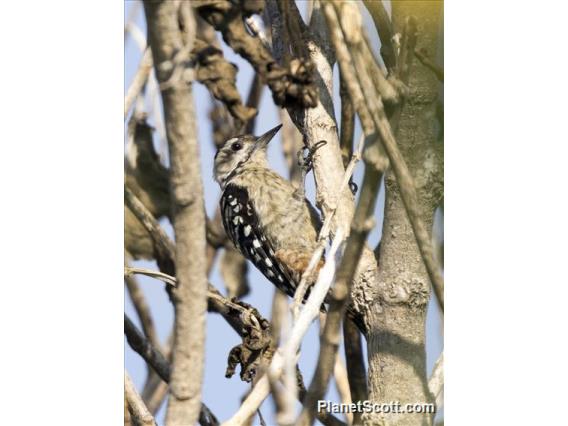 Freckle-breasted Woodpecker (Dendrocopos analis)