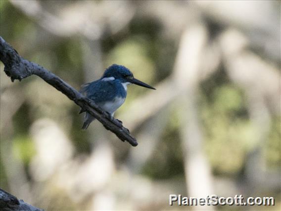 Small Blue Kingfisher (Alcedo coerulescens)