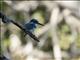 Small Blue Kingfisher (Alcedo coerulescens)