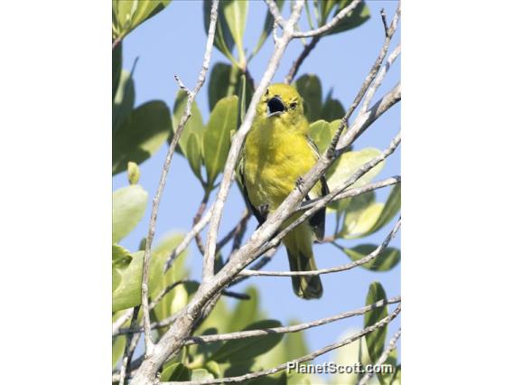 Common Iora (Aegithina tiphia)