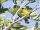 Common Iora (Aegithina tiphia)