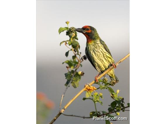 Coppersmith Barbet (Psilopogon haemacephalus)