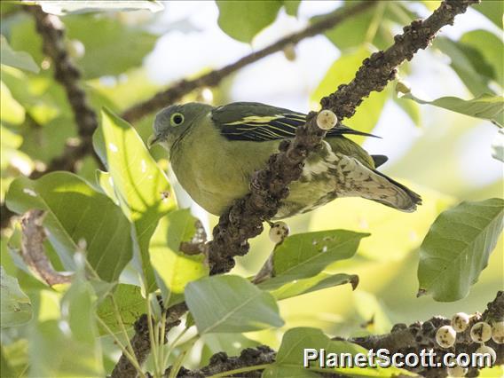 Gray-cheeked Green-Pigeon (Treron griseicauda)