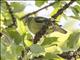 Gray-cheeked Green-Pigeon (Treron griseicauda)