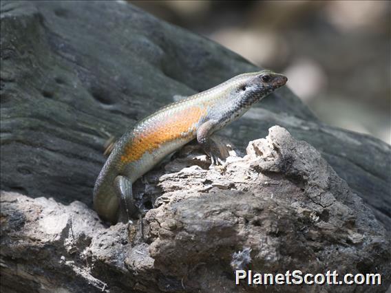 Common Sun Skink (Eutropis multifasciata)