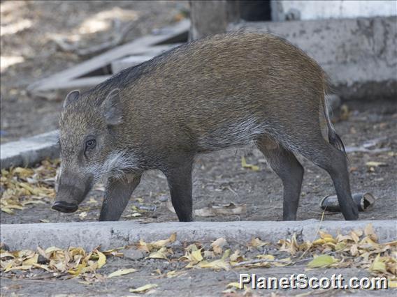 Wild Boar (Sus scrofa)