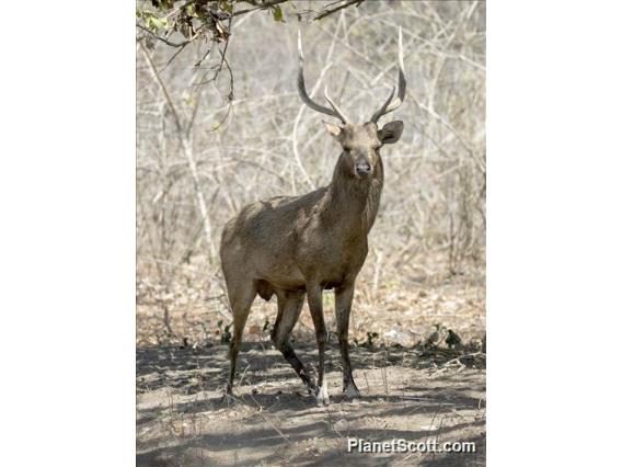 Javan Rusa (Rusa timorensis) - Male