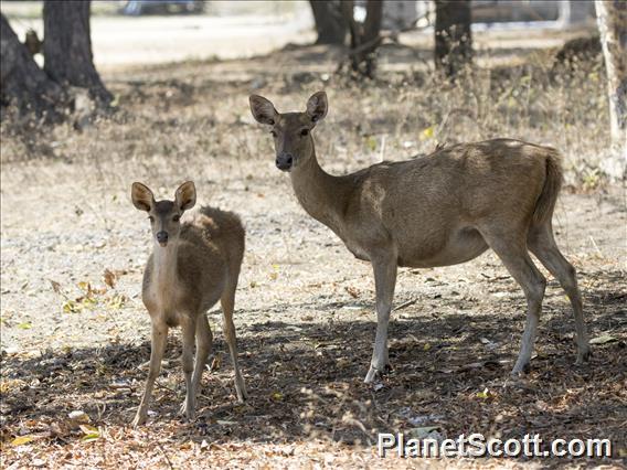 Javan Rusa (Rusa timorensis) - Female and Juvenile