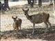 Javan Rusa (Rusa timorensis) - Female and Juvenile