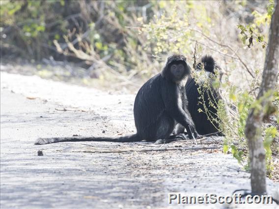 Javan Lutung (Trachypithecus auratus)