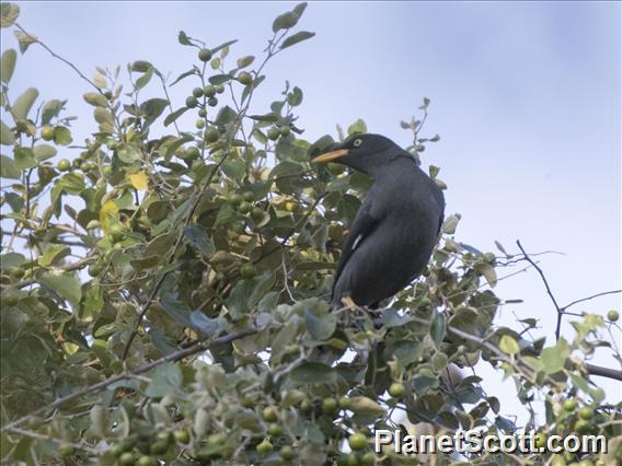 Javan Myna (Acridotheres javanicus)