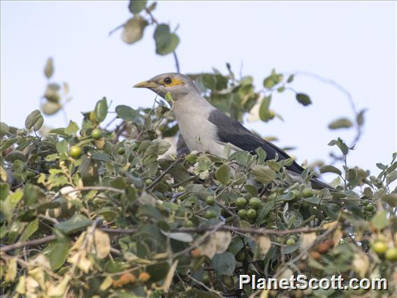 Black-winged Myna (Acridotheres melanopterus)