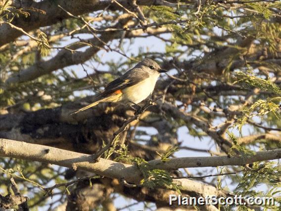 Small Minivet (Pericrocotus cinnamomeus) - Female