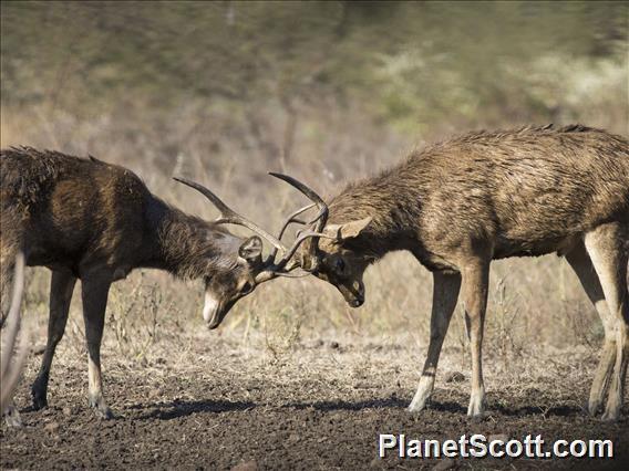 Javan Rusa (Rusa timorensis) - Young Males