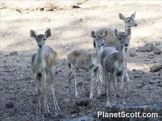 Javan Rusa (Rusa timorensis) - Juveniles