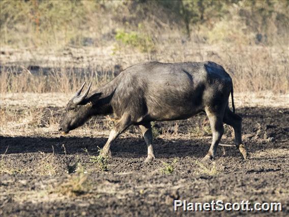 Water Buffalo (Bubalus bubalis) - Feral