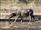 Water Buffalo (Bubalus bubalis) - Feral