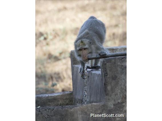 Long-tailed Macaque (Macaca fascicularis)