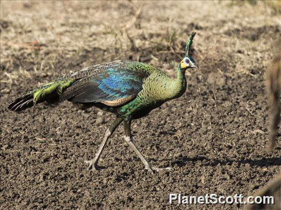 Green Peafowl (Pavo muticus) - Male