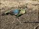 Green Peafowl (Pavo muticus) - Male