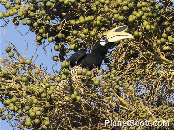 Oriental Pied-Hornbill (Anthracoceros albirostris)