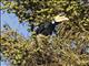 Oriental Pied-Hornbill (Anthracoceros albirostris)