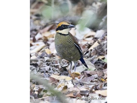 Javan Banded Pitta (Hydrornis guajanus)