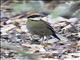 Javan Banded Pitta (Hydrornis guajanus)