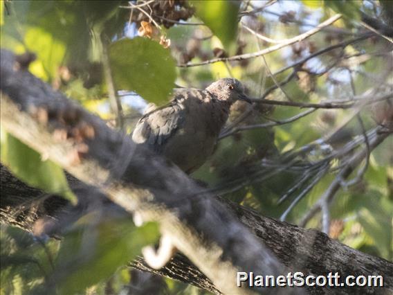 Sunda Collared-Dove (Streptopelia bitorquata)