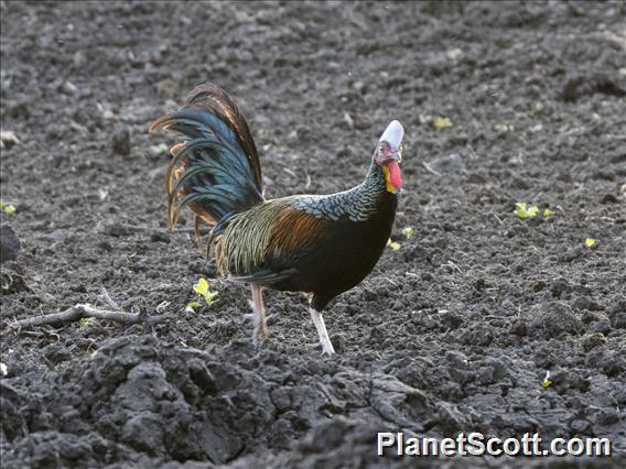 Green Junglefowl (Gallus varius) - Male