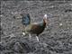 Green Junglefowl (Gallus varius) - Male