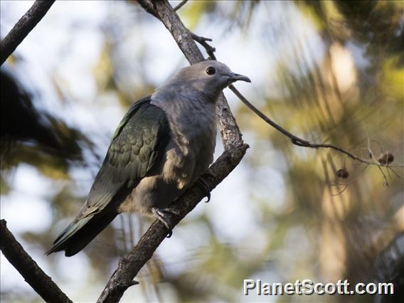 Green Imperial-Pigeon (Ducula aenea)