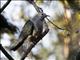 Green Imperial-Pigeon (Ducula aenea)