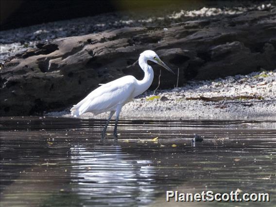 Chinese Egret (Egretta eulophotes)